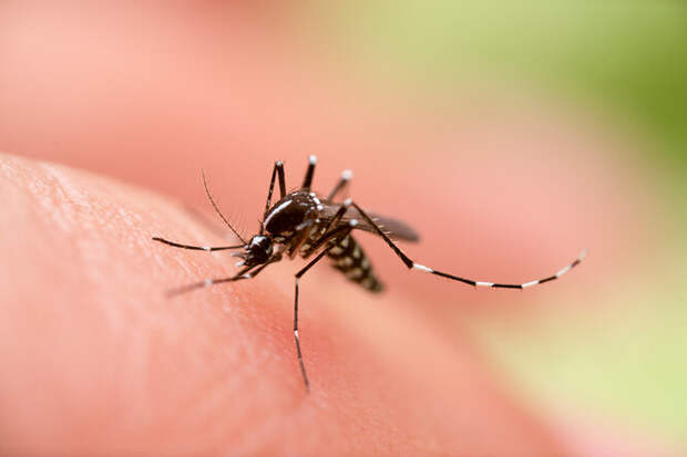 Комары: 7 причин, по&nbsp;которым они укусят именно вас