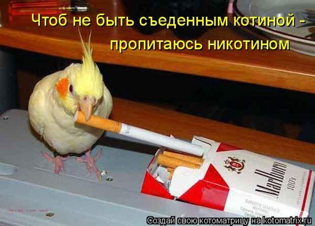 Лучшие котоматрицы недели (50 фото)