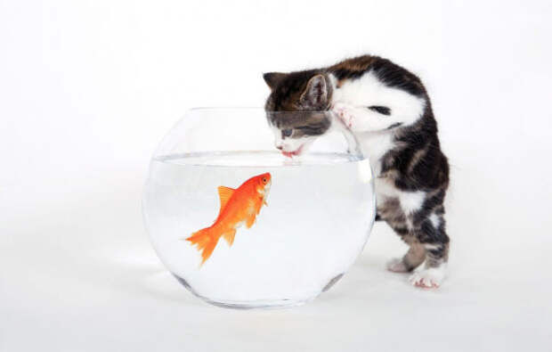 Кот извлекает рыбку из аквариума