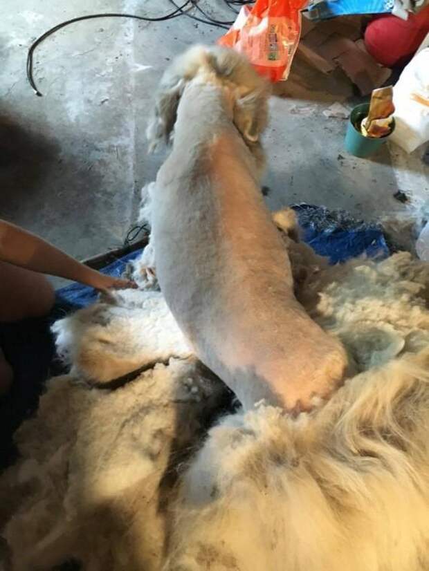 После чудесного спасения с этой собаки сбрили 16 кг шерсти. Посмотрите, как она выглядит теперь!