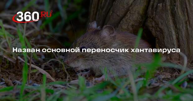 Вирусолог Альтштейн: хантавирус переносит рисовой хомячок