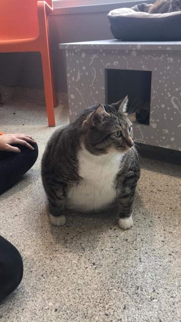 Коту весом 13 кг по кличке Пончик ищут хозяев