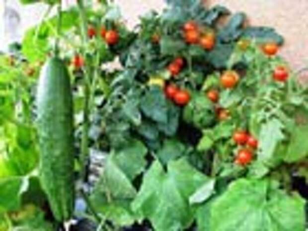 Вырастить свежие овощи на городском балконе