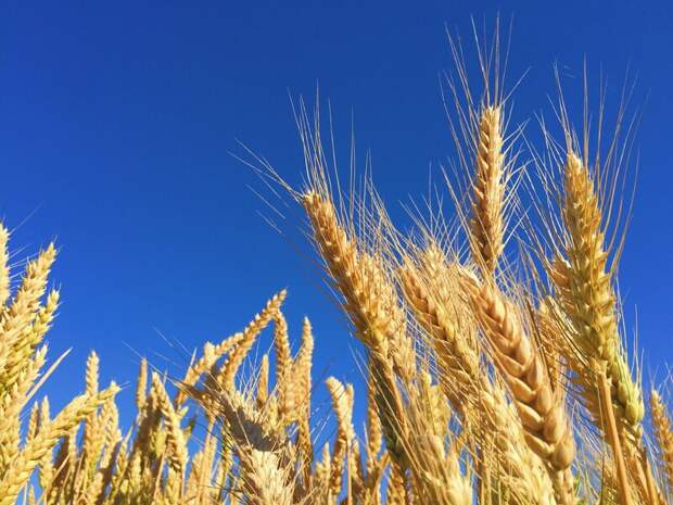 Украина теряет миллиарды гривен из-за нелегального экспорта зерна