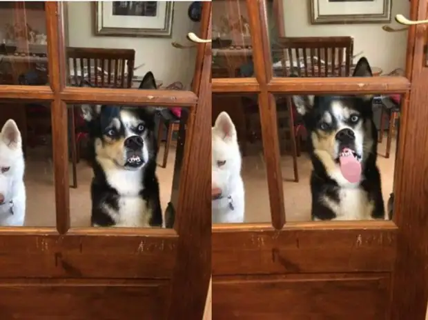 Пёс от голода облизывает стеклянную дверь и стал героем мемов об ожидании