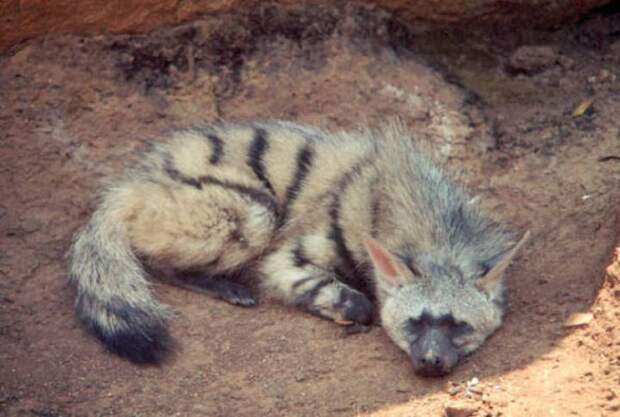 aardwolf, земляной волк 