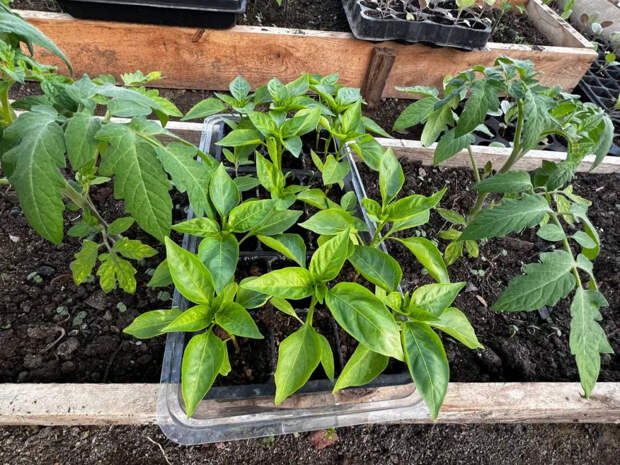 Не опоздайте с перцами: названы главные сроки посева на рассаду для урожая-2026