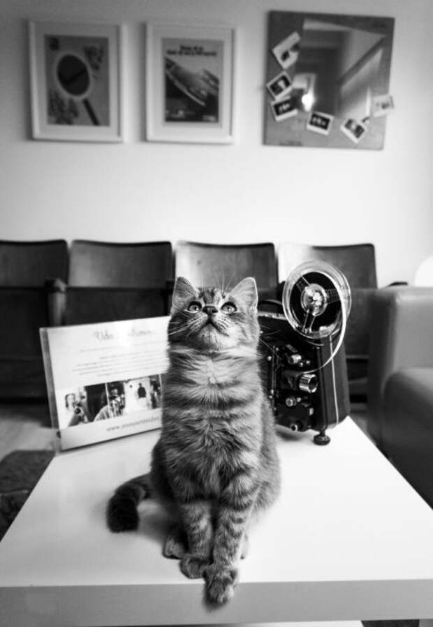 Фотограф Марианна Зампьери снимает животных там, где работают люди. Фотограф Марианна Зампьери снимает животных там, где работают люди.