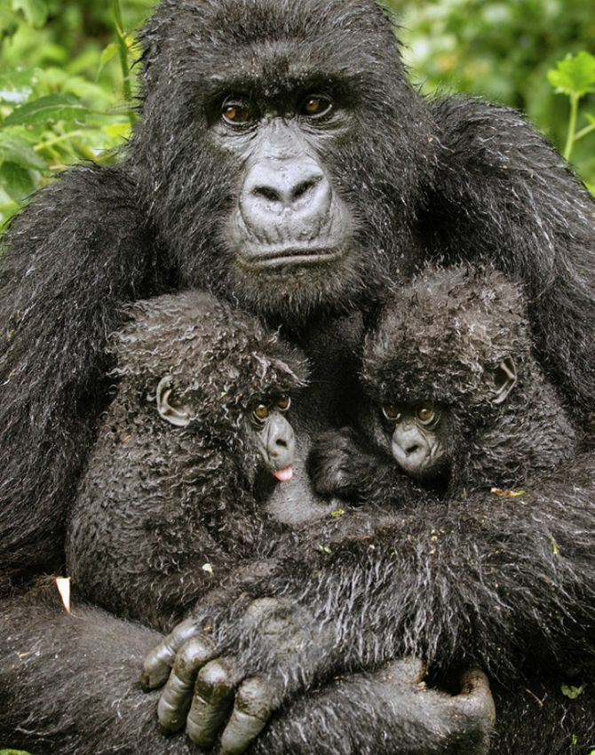 Лучшие фотографии Wildlife Photographer 2013 Лучшие фотографии Wildlife Photographer 2013