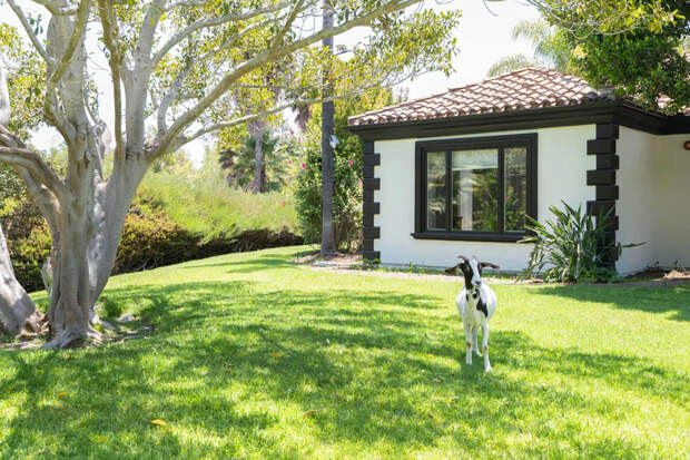 Зоофил из Афганистана был задержан на месте за насилие на французской ферме