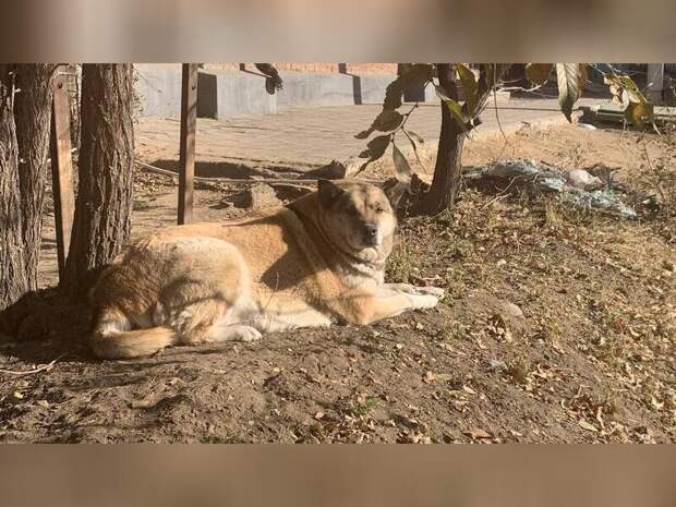 Собака в городе как источник общественного ущерба. Как города потеряли контроль над содержанием собак