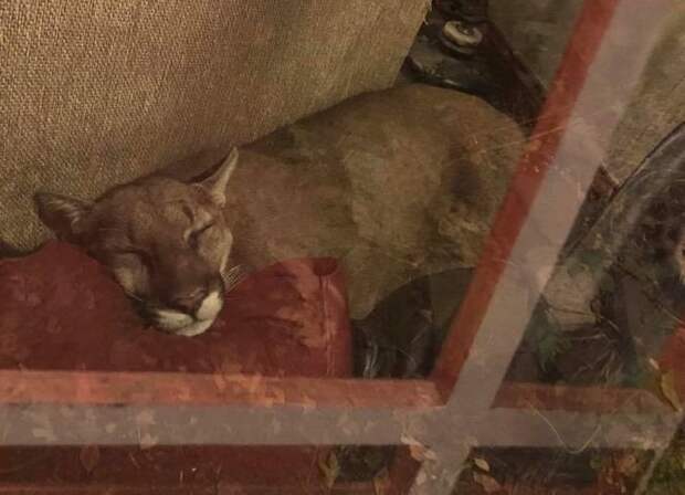 Девушка обнаружила в своем доме незваного гостя животные, коты, юмор