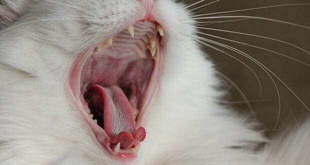 Кот зевает, архивное фото