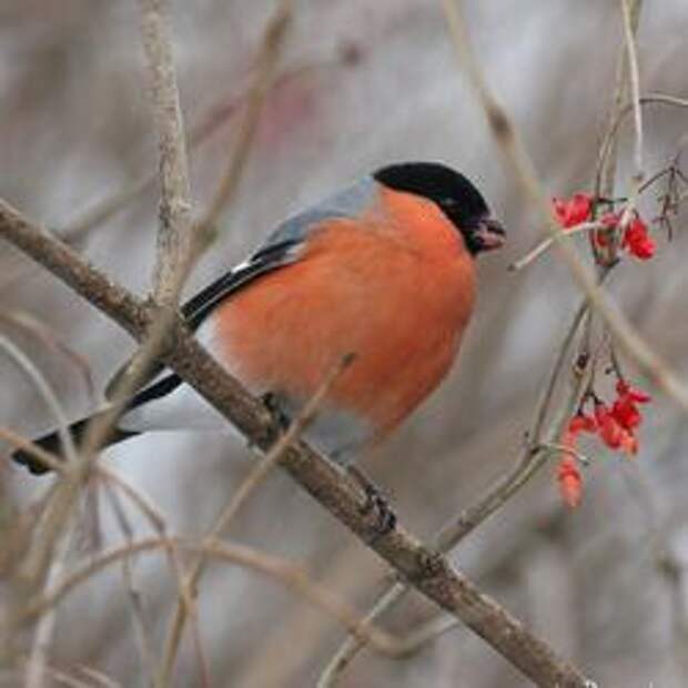 Живая природа: птица с красной грудкой
