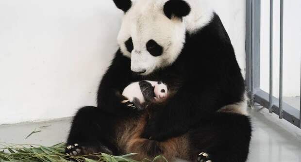 Собянин: в Московском зоопарке зоологи установили пол детеныша панды