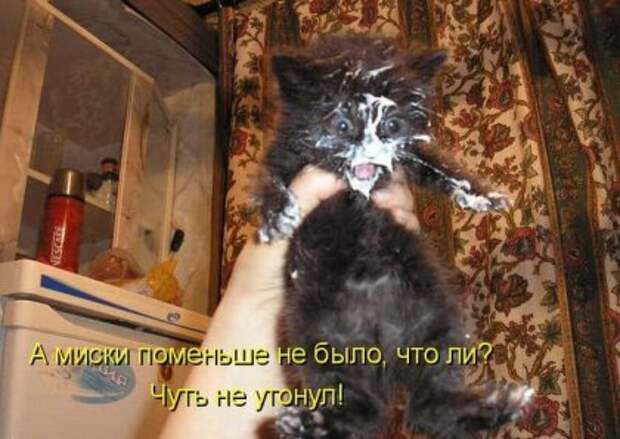 Котоматрицы: Мысли вслух