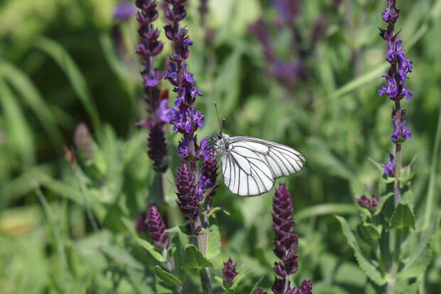 Россиян предупредили о лишении свободы на восемь лет за выращивание одного вида травы