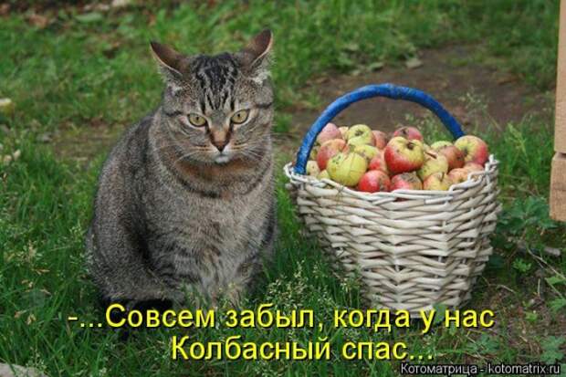 Лучшие котоматрицы недели (50 фото)