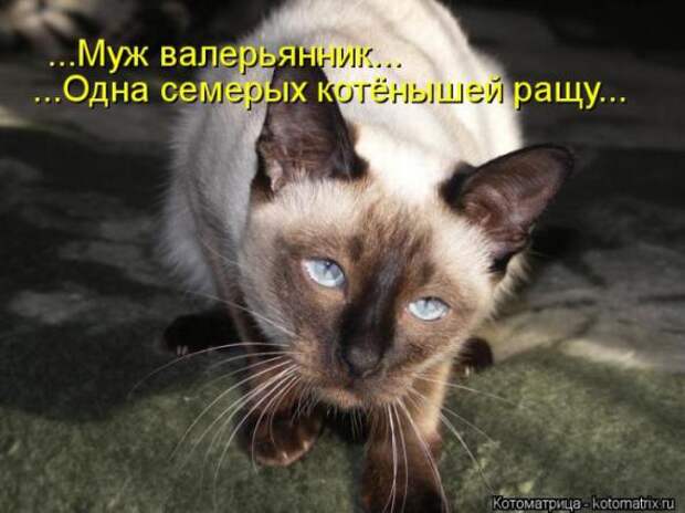 Котоматрицы (картинки с надписями)