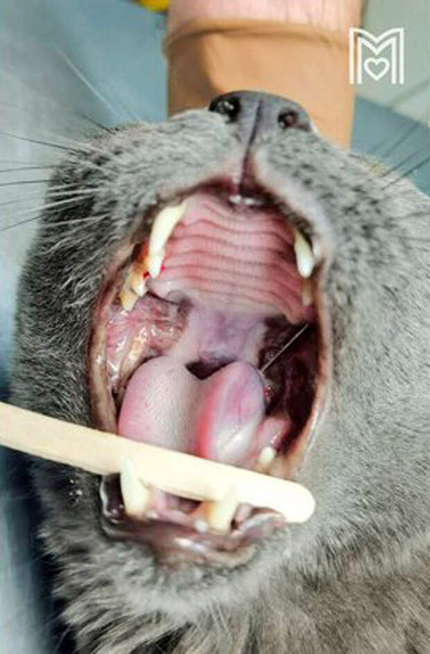Ветеринары в Москве спасли кота с 10-сантиметровой швейной иглой в пасти