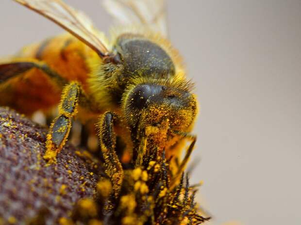 Среднерусские пчелы могут исчезнуть с лица Земли из-за смертельного вируса