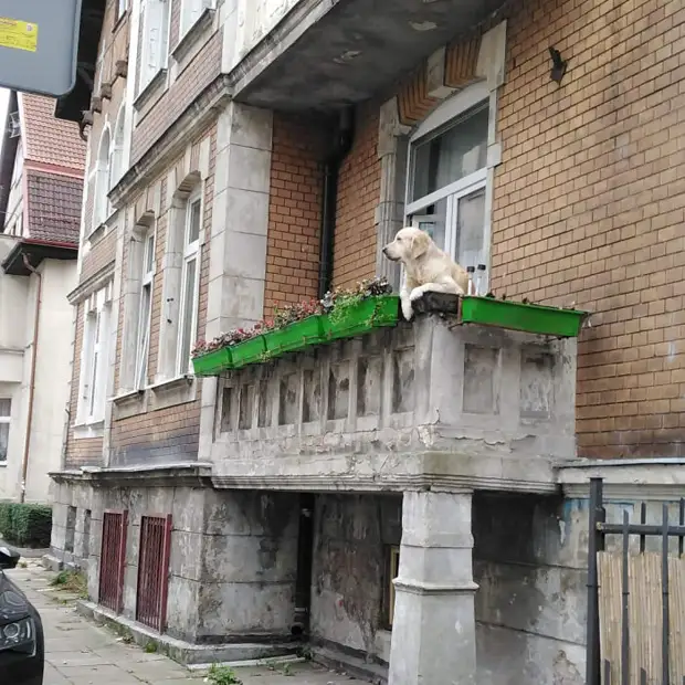 Флегматичный пес на балконе стал главной достопримечательностью Гданьска