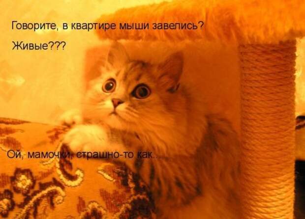 Котоматрица юморная (38 фото)