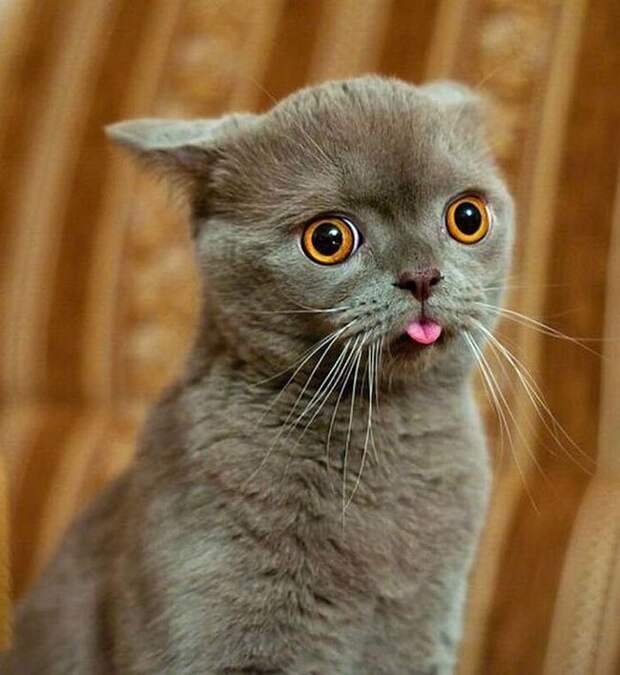 Животные, которые не были готовы к фотосессии позитив, юмор, фото, животные
