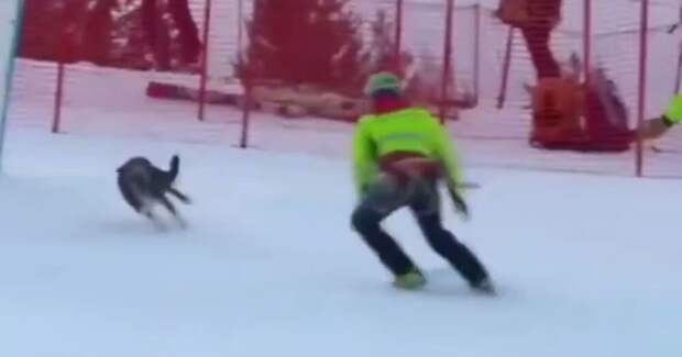 Пёс выбежал на трассу во время соревнований