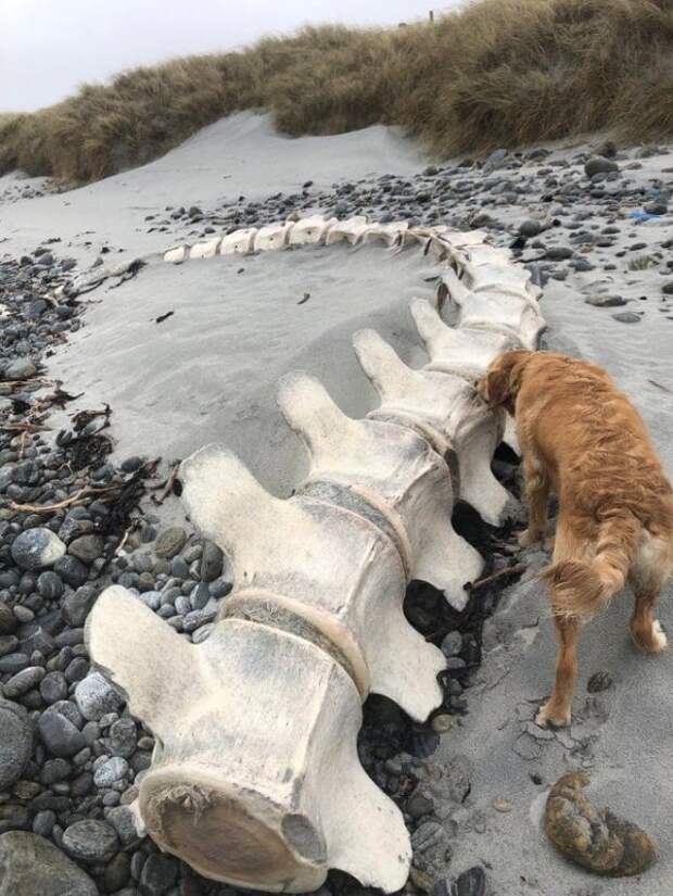 На берег пляжа выкинуло позвоночник кита