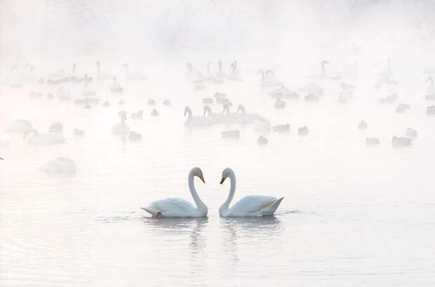 Незамерзающее озеро Светлое и лебеди на нем. Алтай зима, красота, природа, россия, фото