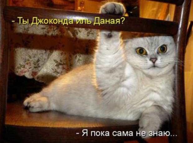 Весёлая котоматрица смех, фото