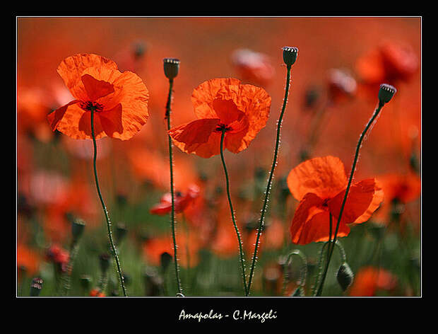 Amapolas / Boot poppies