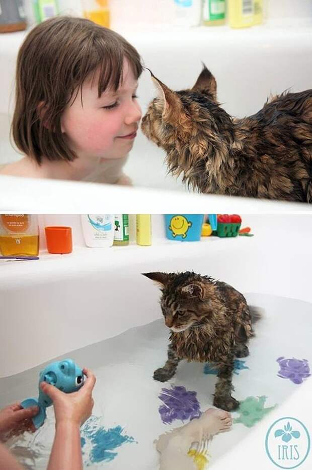 35 котов, которые не боятся воды