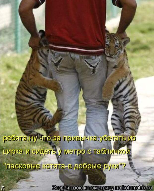 Котоматрицы(картинки с надписями)