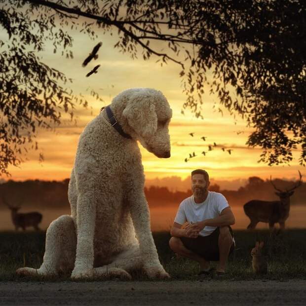 Сказочная жизнь мастера Фотошопа со своим «двухметровым» голдендудлем в мире, забавно, люди, собака, фотошоп