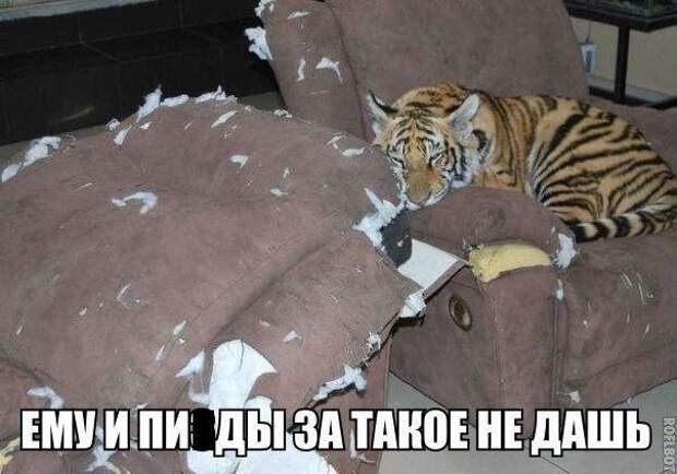Смешные картинки с надписями прикол, юмор