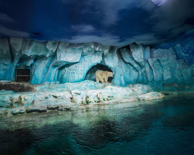 За решеткой: грустная жизнь белых медведей в неволе белый медведь, животные, зоопарк, мир, неволя, проект, содержание, фото