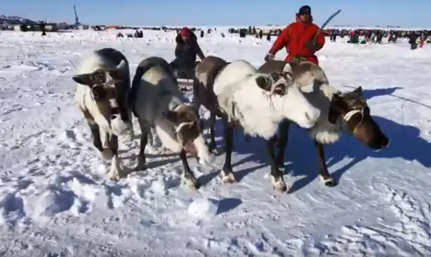 Ямальские медиаволонтеры стали участниками всероссийского конкурса
