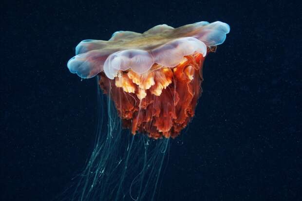 Semyonov16 Морские организмы на фотографиях Александра Семёнова
