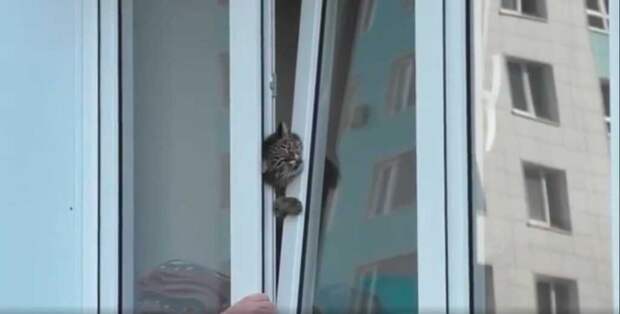 В Омске мужчина помог кошке, которая застряла в окне, открытом на проветривание (видео)