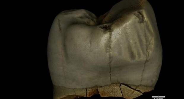 Неандертальцы 46 000 лет назад могли пользоваться зубочистками