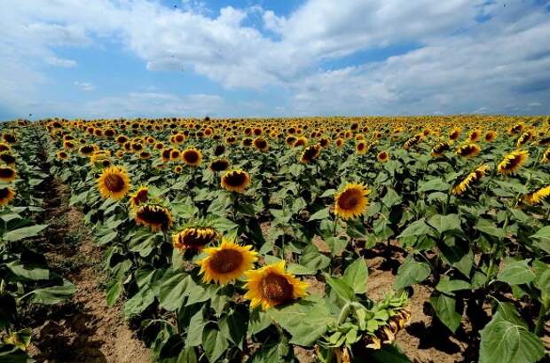 Зеленский продает землю, Украина 2019. Фото: www.globallookpress.com