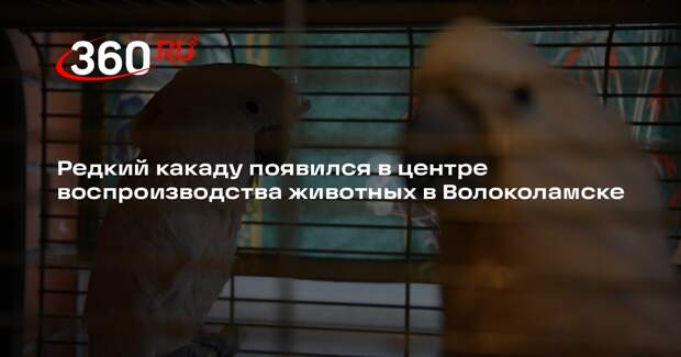 Редкий какаду появился в центре воспроизводства животных в Волоколамске