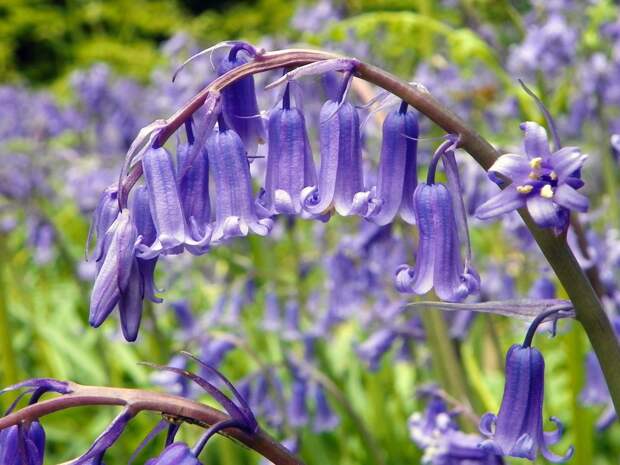 Гиацинтоидес 6