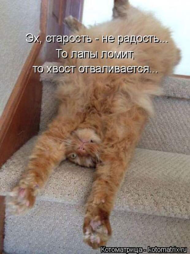 Лучшие котоматрицы недели (50 фото)