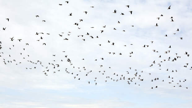 Орнитолог Коблик: за популяциями птиц следят для оценки экологии в городе