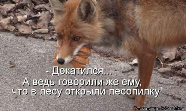 Лучшие котоматрицы недели (50 фото)