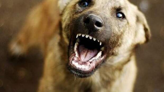 Бродячие собаки: как обезопаситься и не дать себя укусить