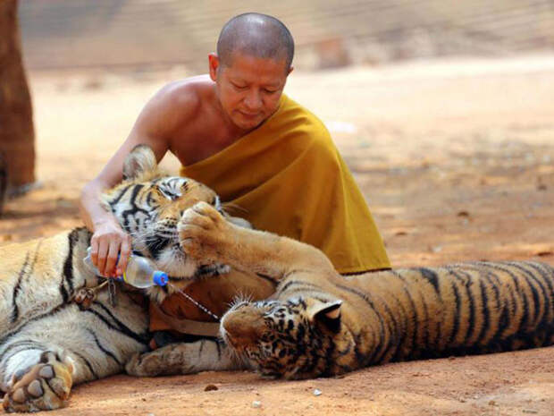 Таиланд: когда вы делаете фотографии с тиграми Туризм и отдых, путешествия, факты